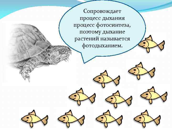 Сопровождает процесс дыхания процесс фотосинтеза, поэтому дыхание растений называется фотодыханием. 