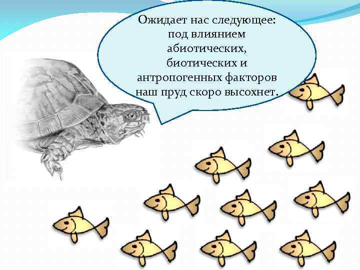 Ожидает нас следующее: под влиянием абиотических, биотических и антропогенных факторов наш пруд скоро высохнет.