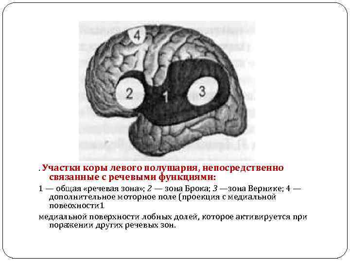 . Участки коры левого полушария, непосредственно связанные с речевыми функциями: 1 — общая «речевая