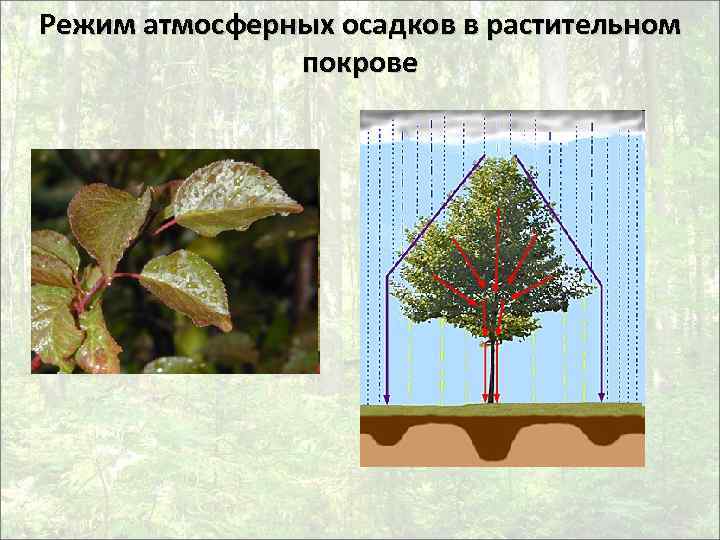 Режим атмосферных осадков в растительном покрове 