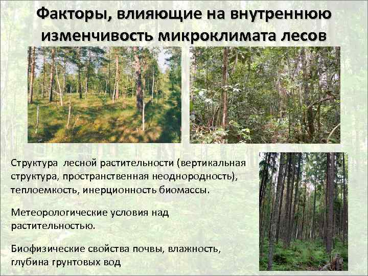Факторы, влияющие на внутреннюю изменчивость микроклимата лесов Структура лесной растительности (вертикальная структура, пространственная неоднородность),