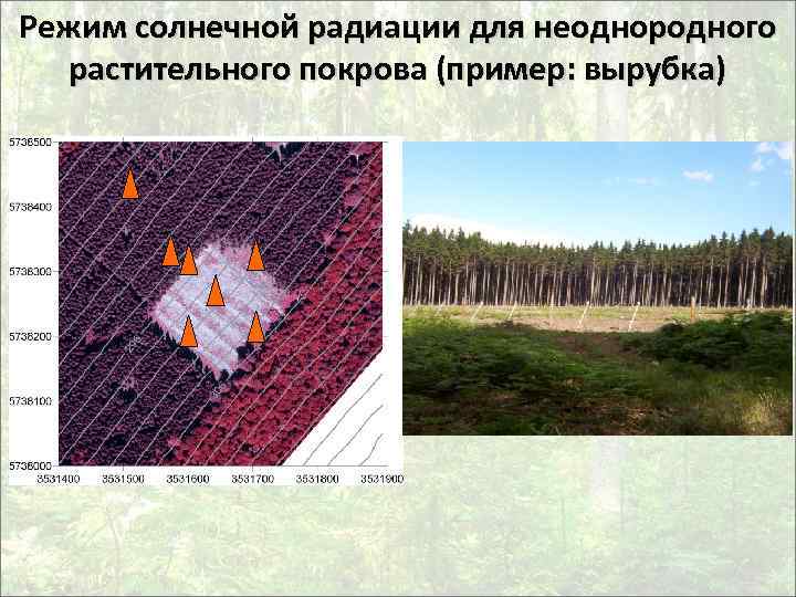 Режим солнечной радиации для неоднородного растительного покрова (пример: вырубка) 