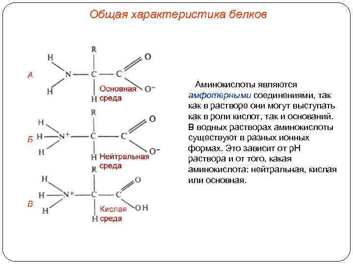 Общая характеристика белков Аминокислоты являются амфотерными соединениями, так как в растворе они могут выступать