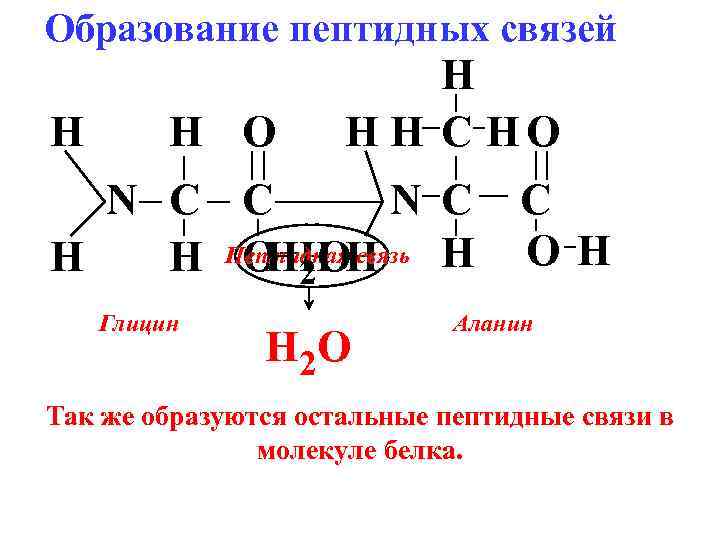 Характеристика пептидной связи в белках. Образование пептидной связи глицин + глицин. Пептидная связь глицина и аланина. Глицин глицин пептидная связь. Образование пептидной связи глицина.