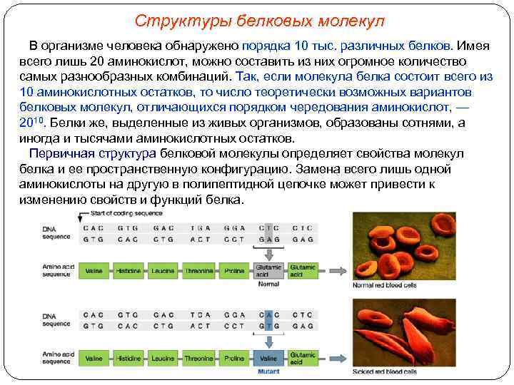 Структуры белковых молекул В организме человека обнаружено порядка 10 тыс. различных белков. Имея всего