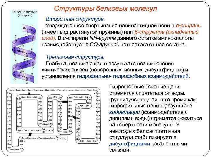 Структуры белковых молекул Вторичная структура. Упорядоченное свертывание полипептидной цепи в α-спираль (имеет вид растянутой
