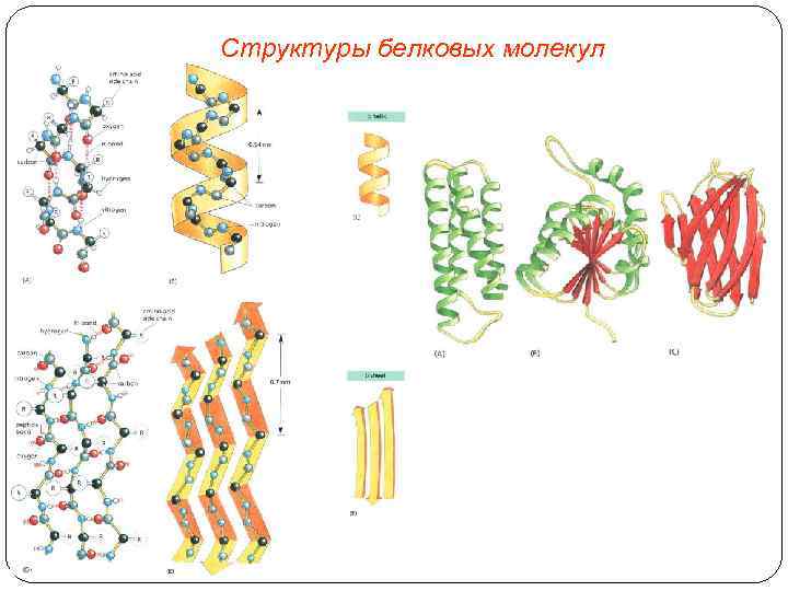 Какая структура белковой молекулы изображена на рисунке