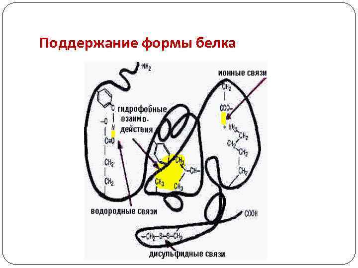 Поддержание формы белка 