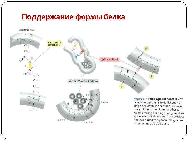 Строение белков презентация