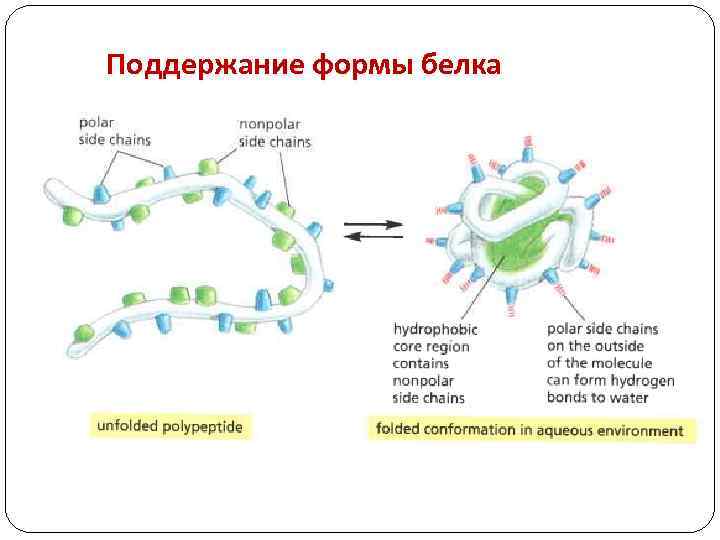 Поддержание формы белка 