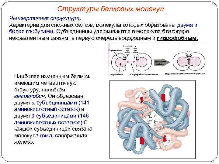 Структуры белковых молекул Четвертичная структура. Характерна для сложных белков, молекулы которых образованы двумя и