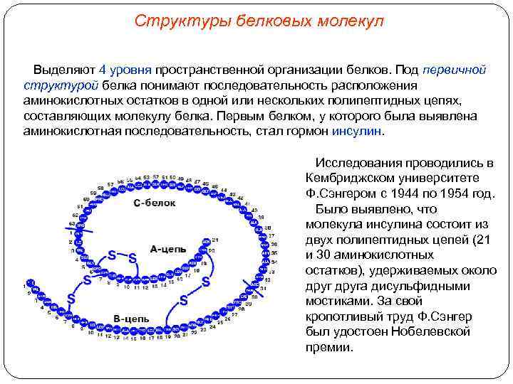 Рассмотрите схему участка первичной структуры молекулы белка