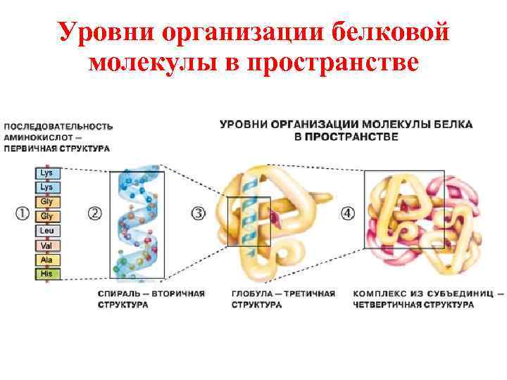 Презентация на тему белки и их роль в организме