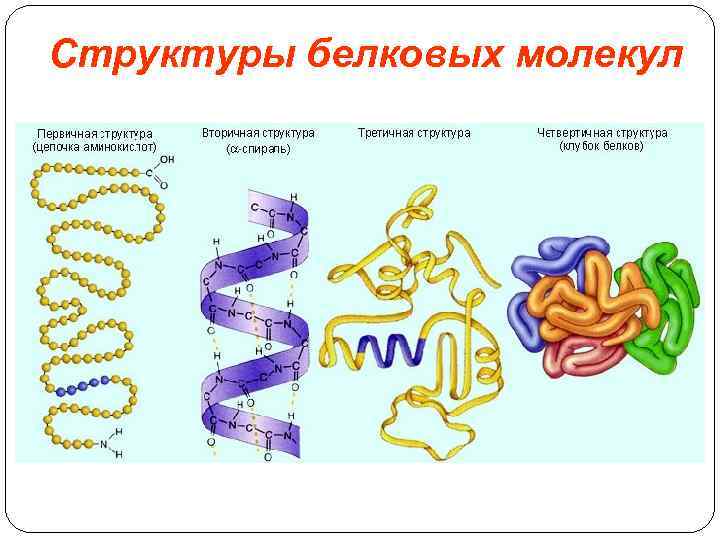 Структуры белковых молекул 