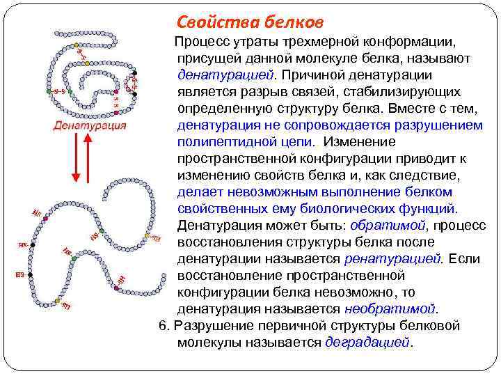 Свойства белков 5. Процесс утраты трехмерной конформации, присущей данной молекуле белка, называют денатурацией. Причиной