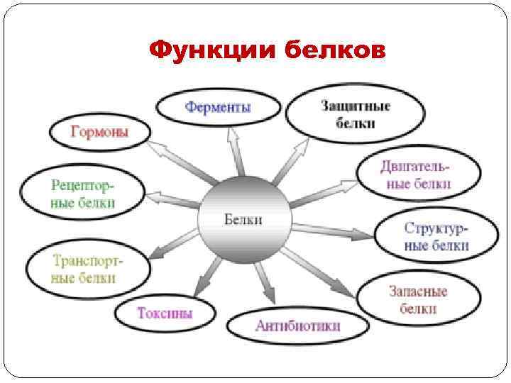 Функции белков 