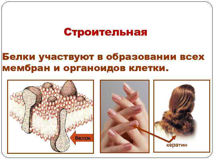Строительная Белки участвуют в образовании всех мембран и органоидов клетки. белок кератин 
