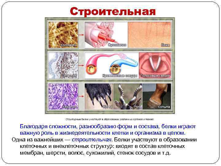 Строительная Благодаря сложности, разнообразию форм и состава, белки играют важную роль в жизнедеятельности клетки