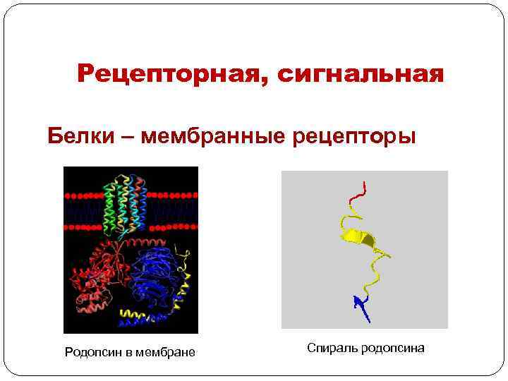 Сигнальную функцию в организме выполняет белок