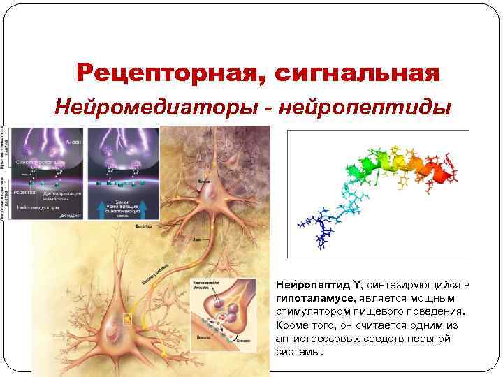 Рецепторная, сигнальная Нейромедиаторы - нейропептиды Нейропептид Y, синтезирующийся в гипоталамусе, является мощным стимулятором пищевого