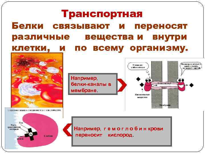 Транспортная функция белков