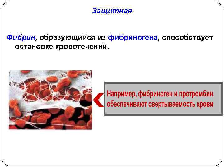 Защитная. Фибрин, образующийся из фибриногена, способствует остановке кровотечений. 