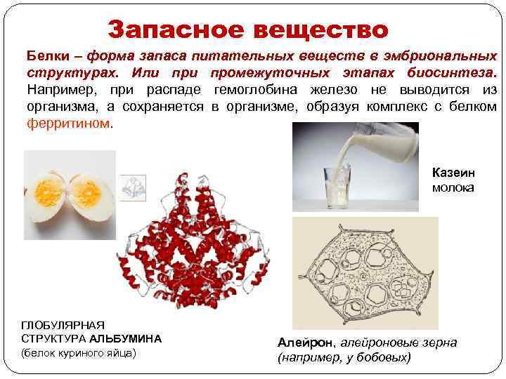 Запасное вещество Белки – форма запаса питательных веществ в эмбриональных структурах. Или промежуточных этапах