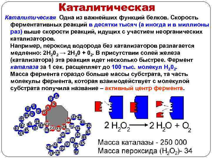 Каталитическая функция жиров