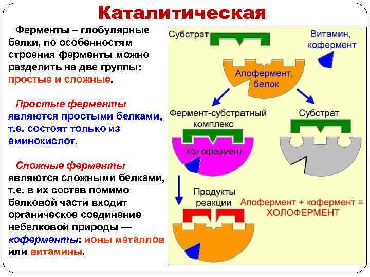 Каталитическая Ферменты – глобулярные белки, по особенностям строения ферменты можно разделить на две группы: