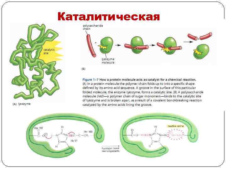 Каталитическая 