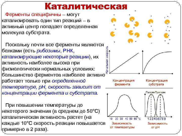 Каталитическая Ферменты специфичны – могут катализировать один тип реакций – в активный центр попадает