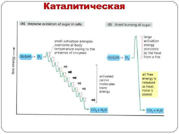 Каталитическая 