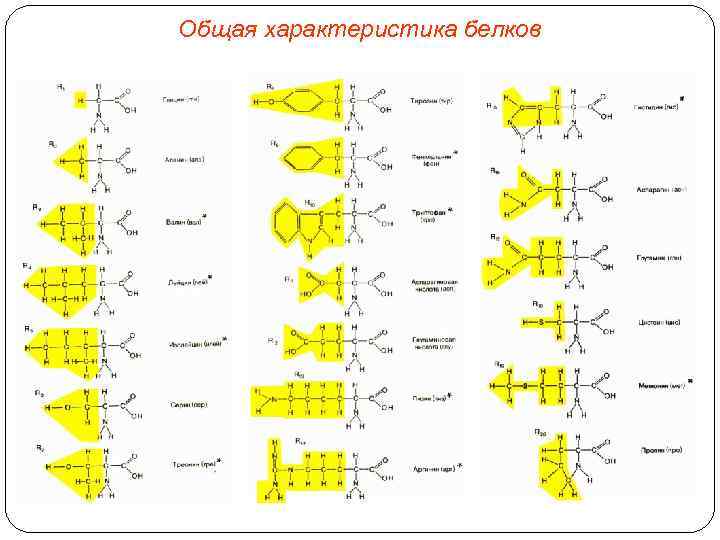 Общая характеристика белков 