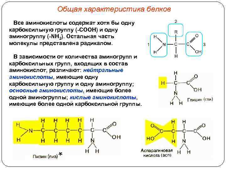 32 аминокислоты