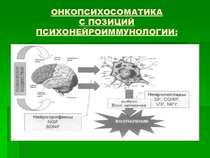 ОНКОПСИХОСОМАТИКА С ПОЗИЦИЙ ПСИХОНЕЙРОИММУНОЛОГИИ: 