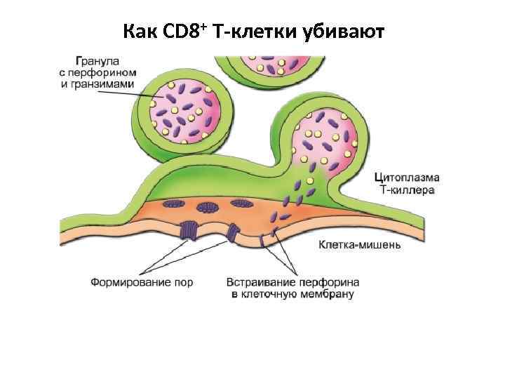 Как CD 8+ T-клетки убивают 