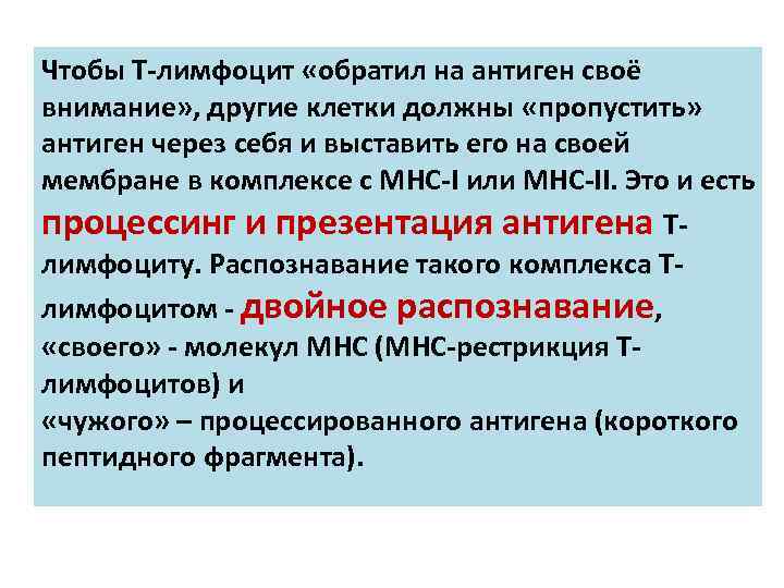 Чтобы T-лимфоцит «обратил на антиген своё внимание» , другие клетки должны «пропустить» антиген через