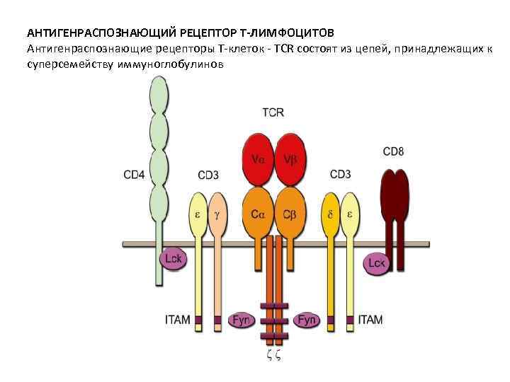 Антигенраспознающий Рецептор в-лимфоцитов. Строение антигенраспознающих рецепторов т-лимфоцитов. Строение TCR рецептора иммунология. Строение рецептора т лимфоцита.