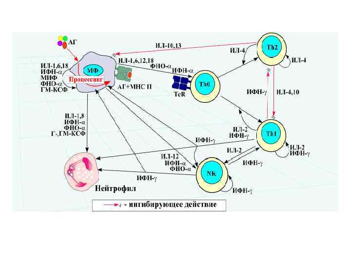 Аутокринно-паракринная регуляция иммунного ответа 
