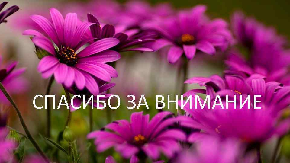 СПАСИБО ЗА ВНИМАНИЕ 