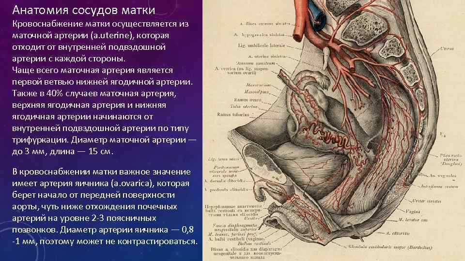 Маточная артерия