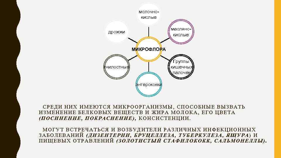 молочнокислые маслянокислые дрожжи МИКРОФЛОРА Группы кишечных палочек гнилостные энтерококки СРЕДИ НИХ ИМЕЮТСЯ МИКРООРГАНИЗМЫ, СПОСОБНЫЕ