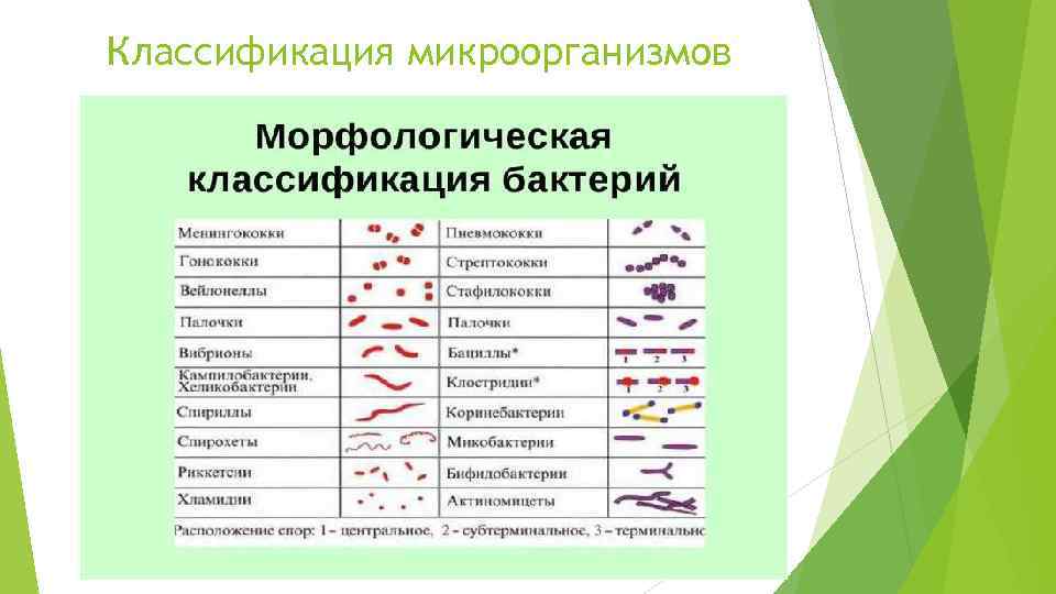 Классификация микроорганизмов 