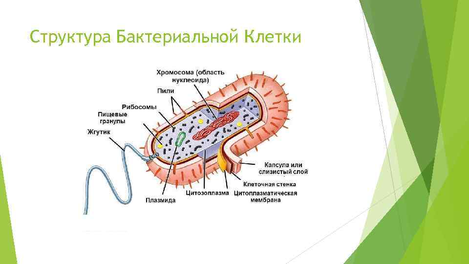 Структура Бактериальной Клетки 