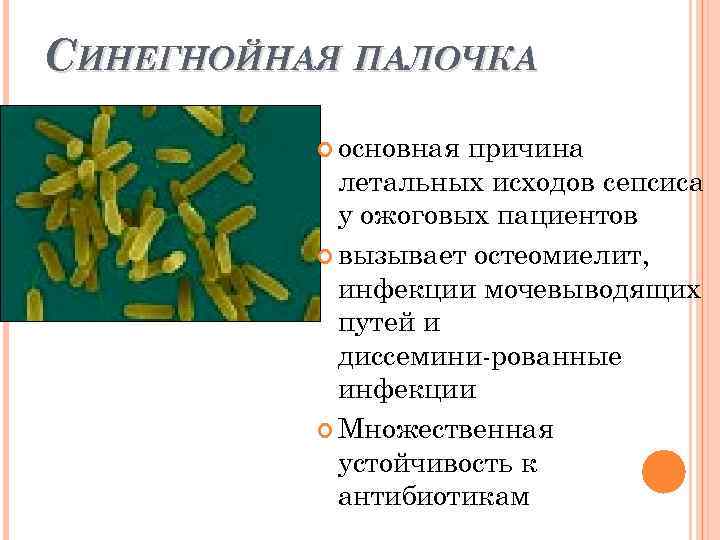 СИНЕГНОЙНАЯ ПАЛОЧКА основная причина летальных исходов сепсиса у ожоговых пациентов вызывает остеомиелит, инфекции мочевыводящих