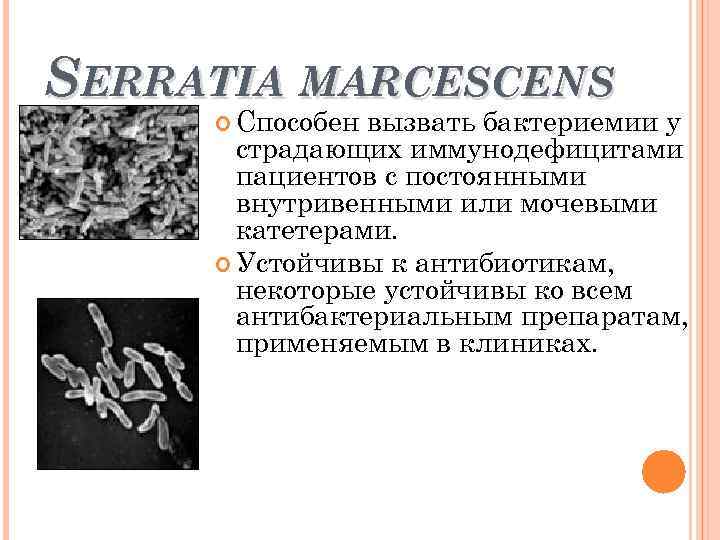 SERRATIA MARCESCENS Способен вызвать бактериемии у страдающих иммунодефицитами пациентов с постоянными внутривенными или мочевыми