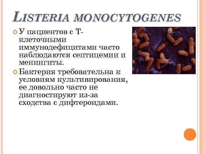 LISTERIA MONOCYTOGENES У пациентов с Т клеточными иммунодефицитами часто наблюдаются септицемии и менингиты. Бактерия