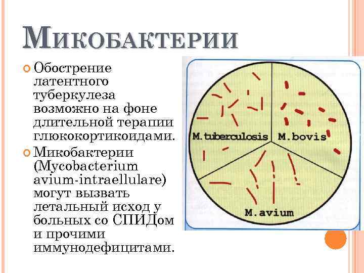 МИКОБАКТЕРИИ Обострение латентного туберкулеза возможно на фоне длительной терапии глюкокортикоидами. Микобактерии (Mycobacterium avium intraellulare)