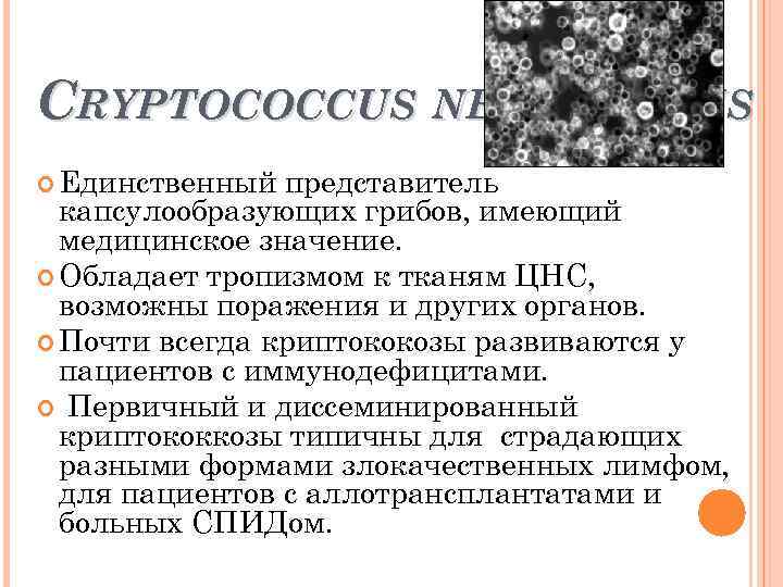CRYPTOCOCCUS NEOFORMANS Единственный представитель капсулообразующих грибов, имеющий медицинское значение. Обладает тропизмом к тканям ЦНС,