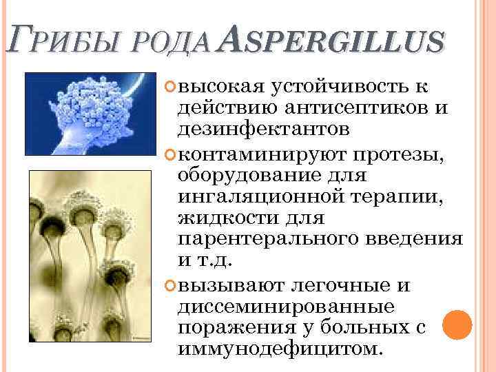 ГРИБЫ РОДА ASPERGILLUS высокая устойчивость к действию антисептиков и дезинфектантов контаминируют протезы, оборудование для